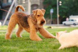 Airedale Terrier playing with a cat in the yard