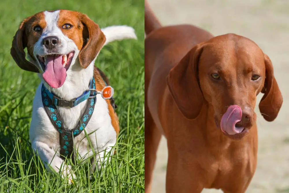 Beagle Coonhound side by side