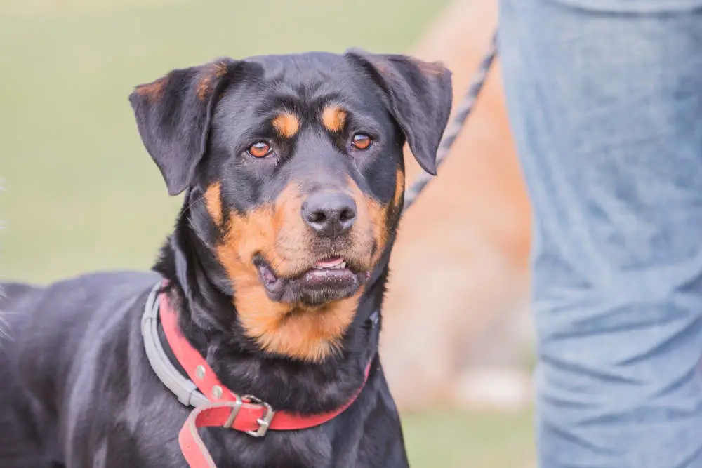 Beauceron