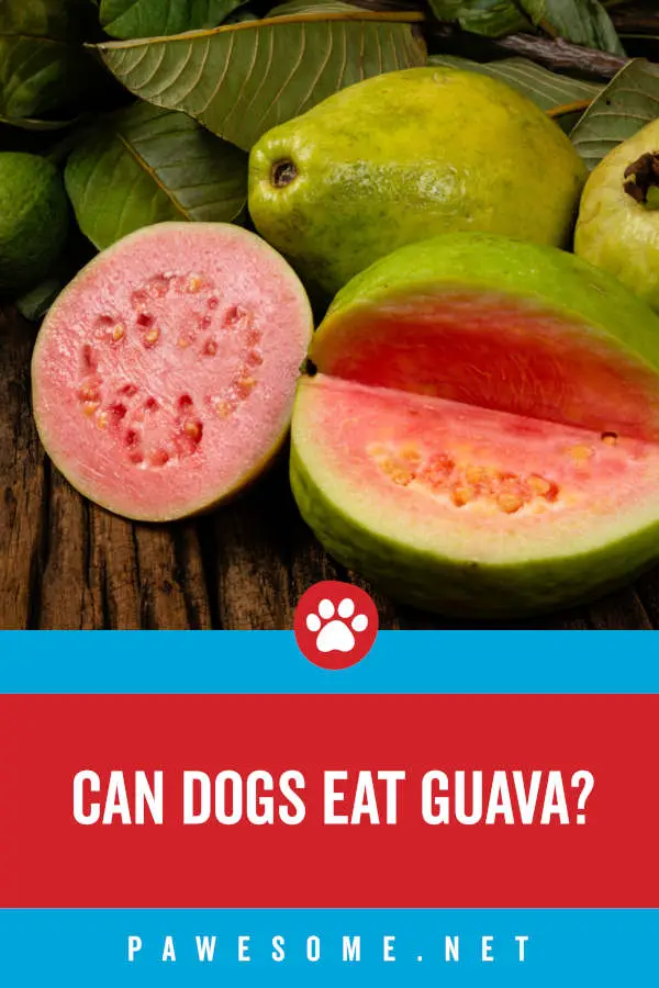 Can Dogs Eat Guava?