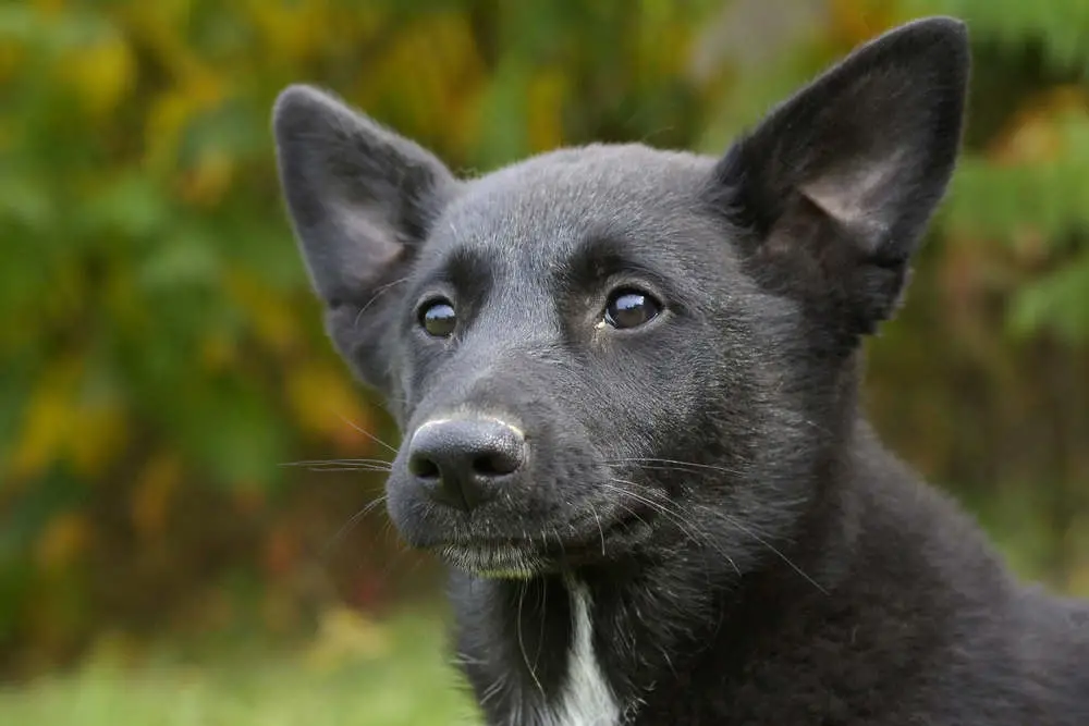 Canaan dog closeup