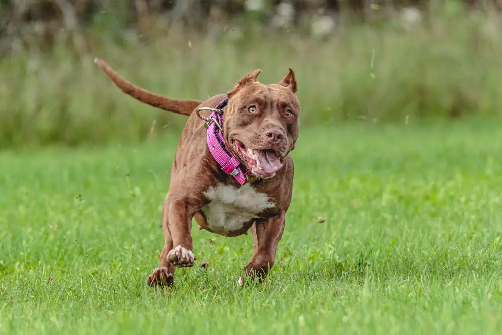 Gator Pitbull running in field