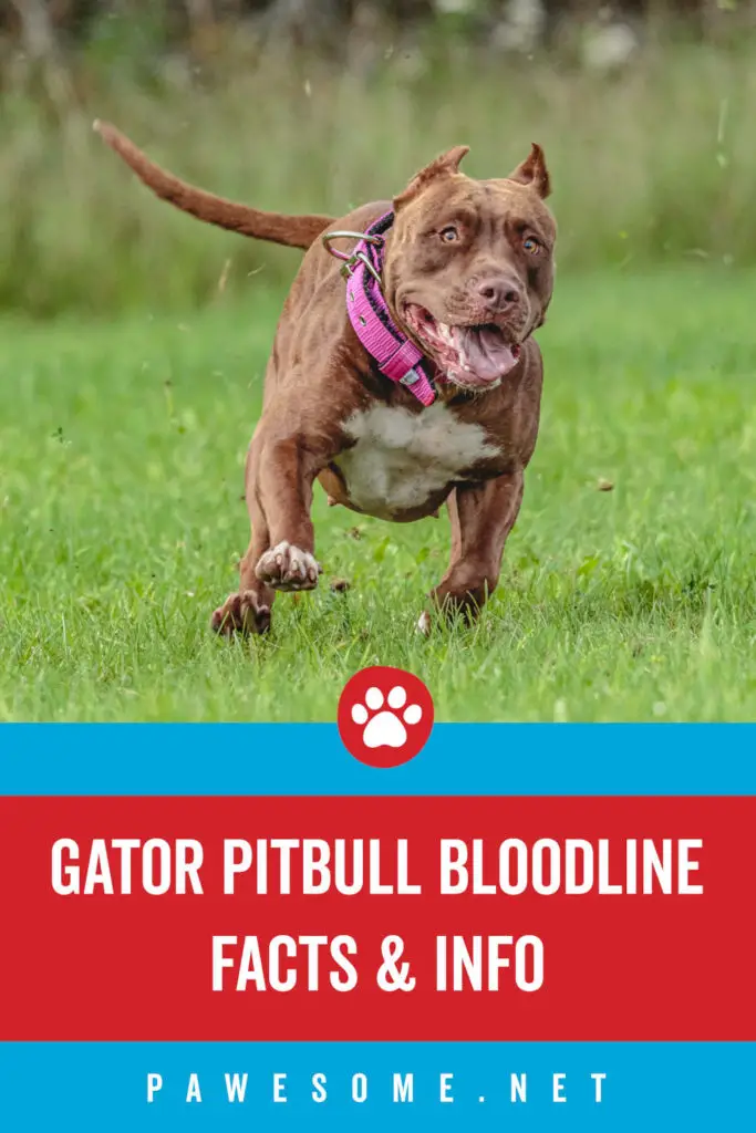 Gator Pitbull Bloodline Facts and Info