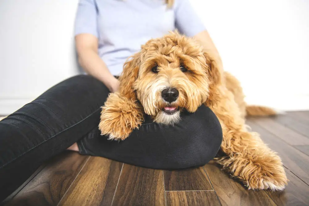 Goldendoodle on woman's lap