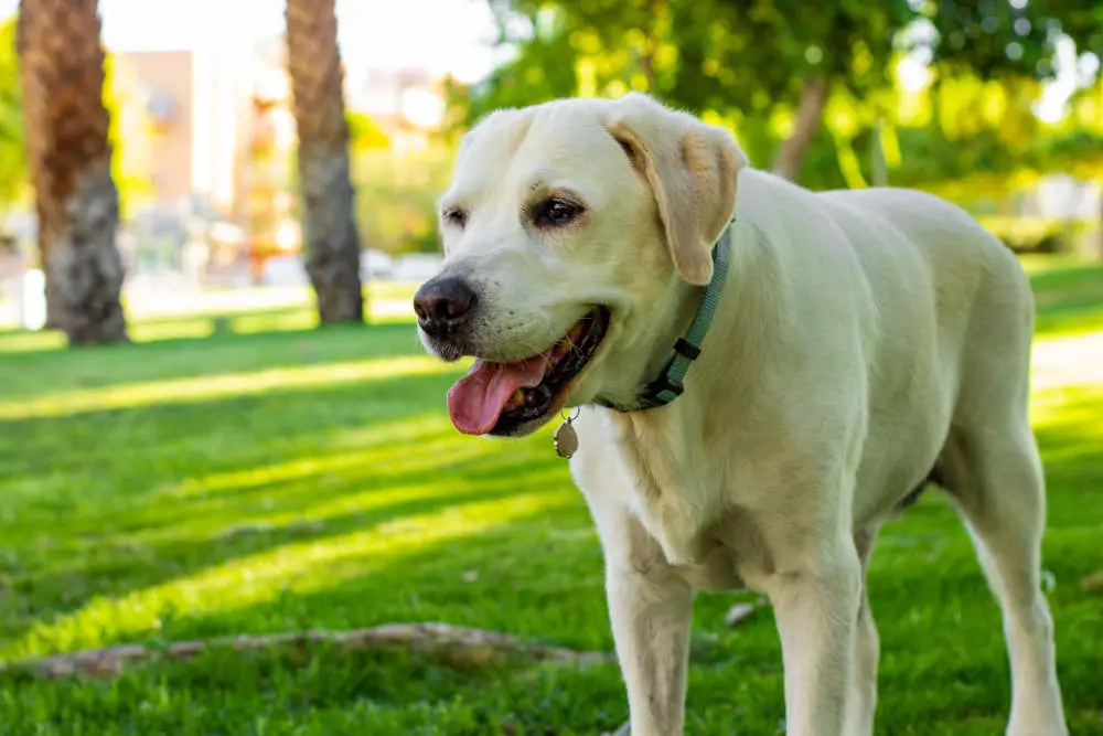 Labrador at a dog park