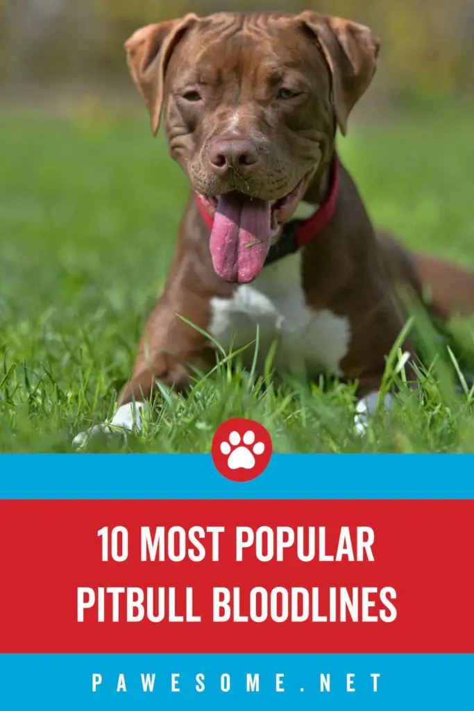 10 of the Most Popular Types of Pitbull Bloodlines