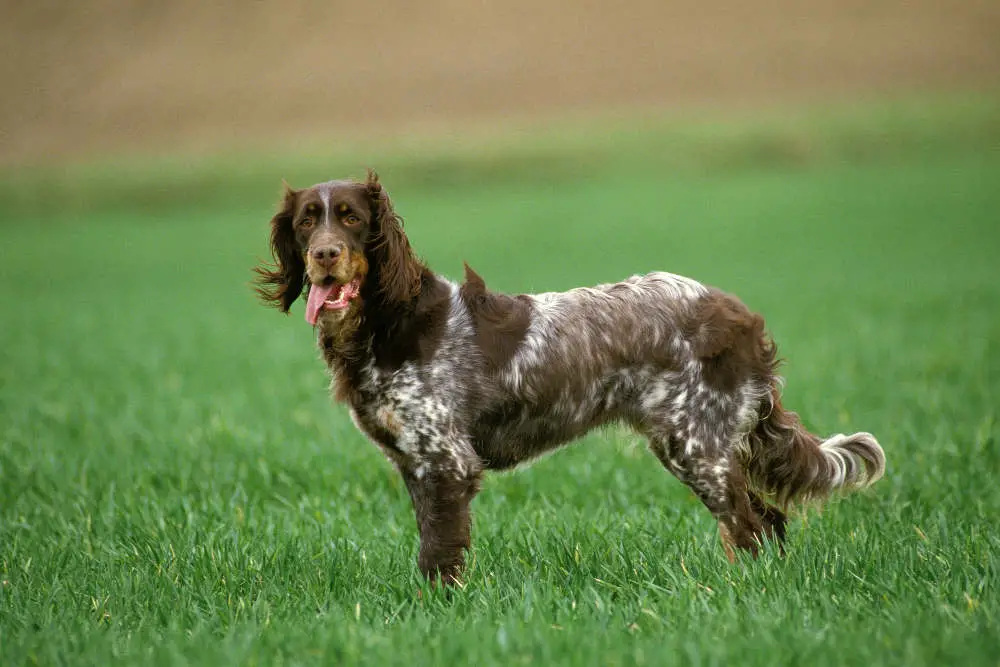 Picardy Spaniel in field