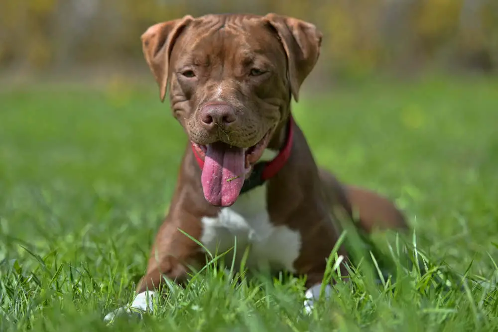 Pitbull in grass with tongue out