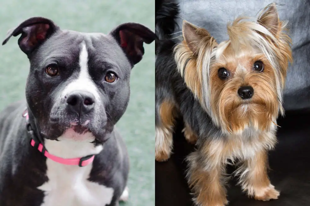 Pitbull and Yorkie closeup side by side