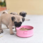 Pug puppy eating dry food