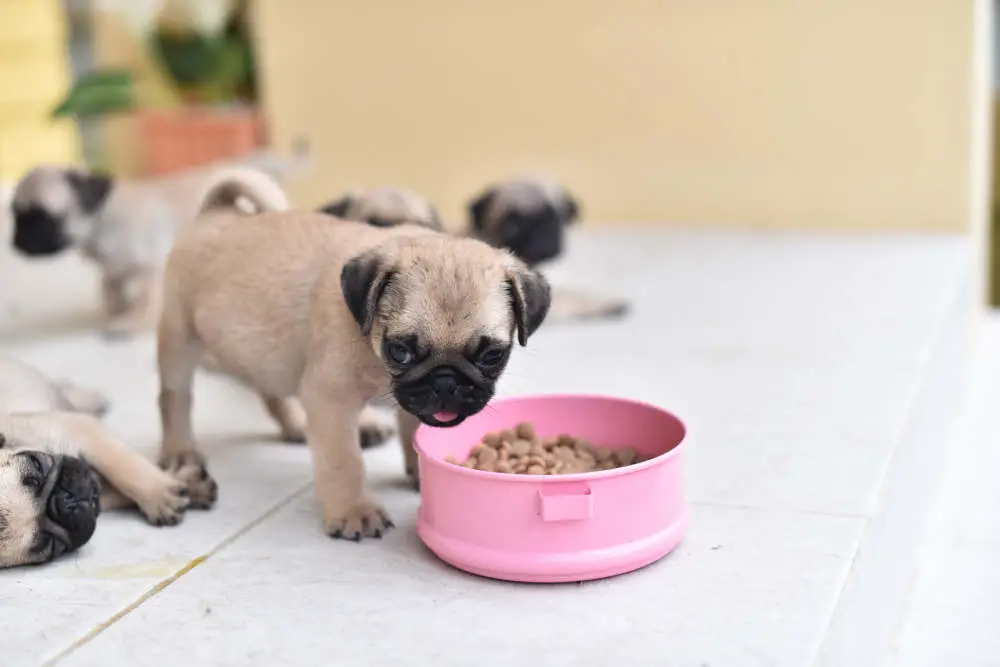 Pug puppy eating dry food