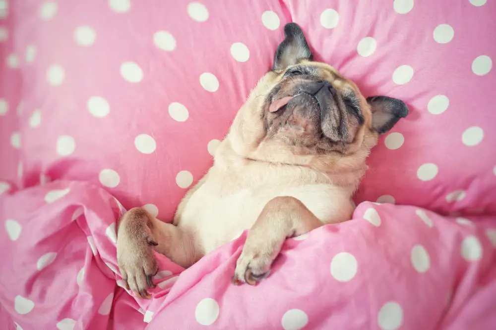 Pug sleeping on back in bed