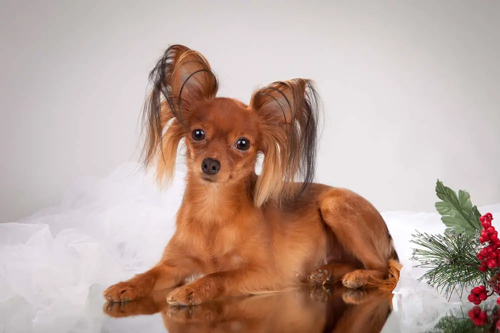 Russian Toy Terrier