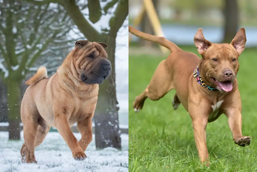 Shar Pei and Pitbull side by side