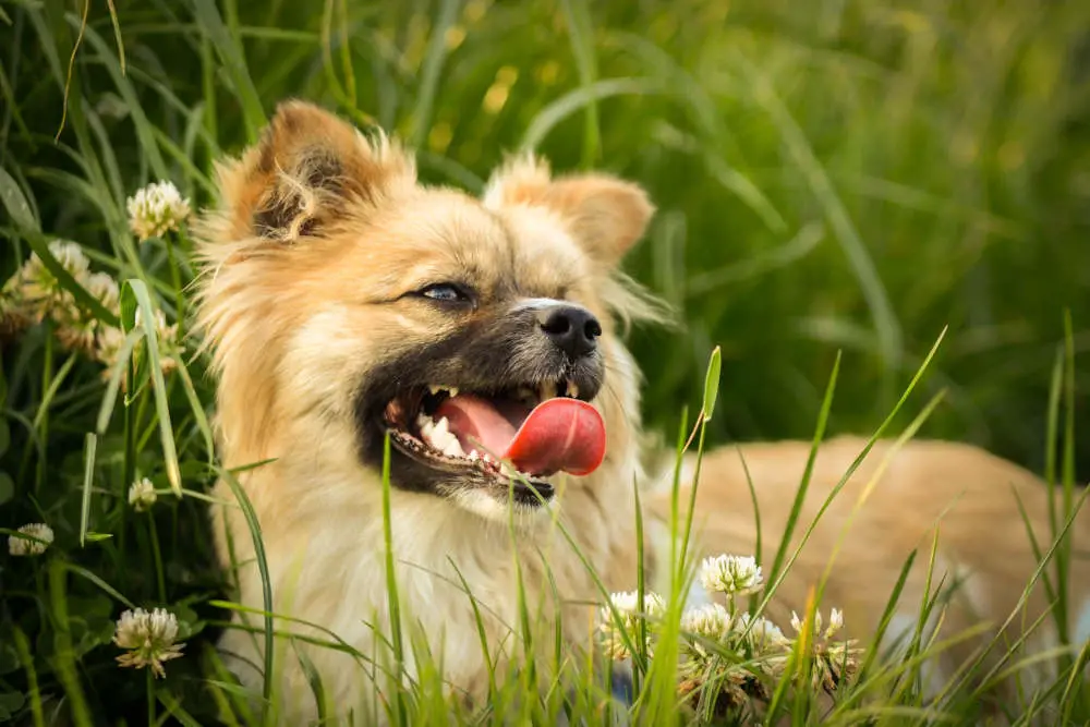 Tibetan Spaniel