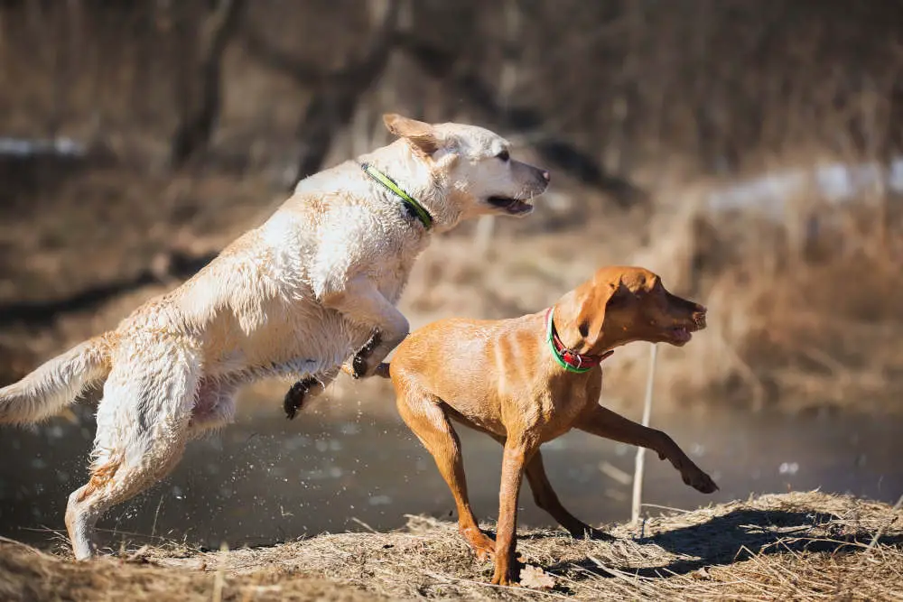 Vizsla Labrador playing together