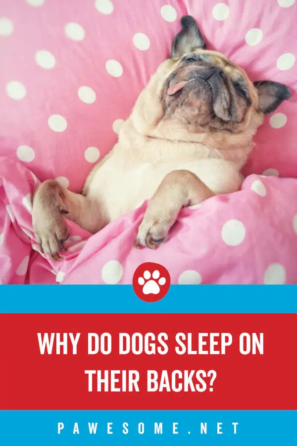 Why do dogs sleep on their backs?
