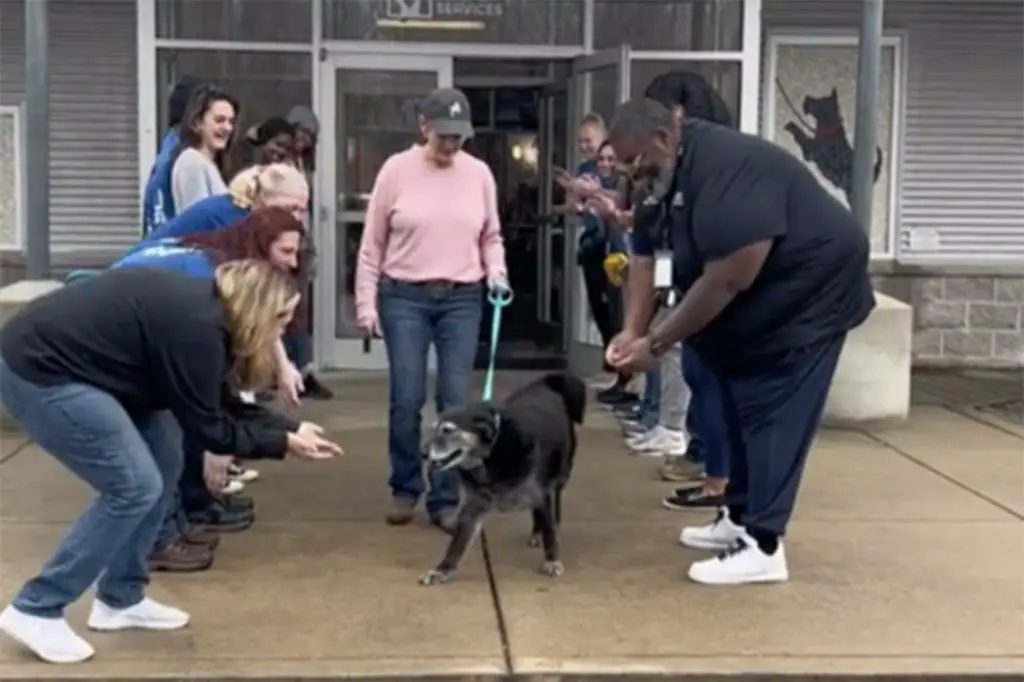 Adoptmas giving sendoff to senior dog, Star