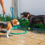Beagle and Pitbull playing with hose