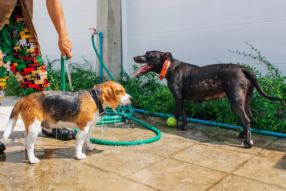 Beagle and Pitbull playing with hose