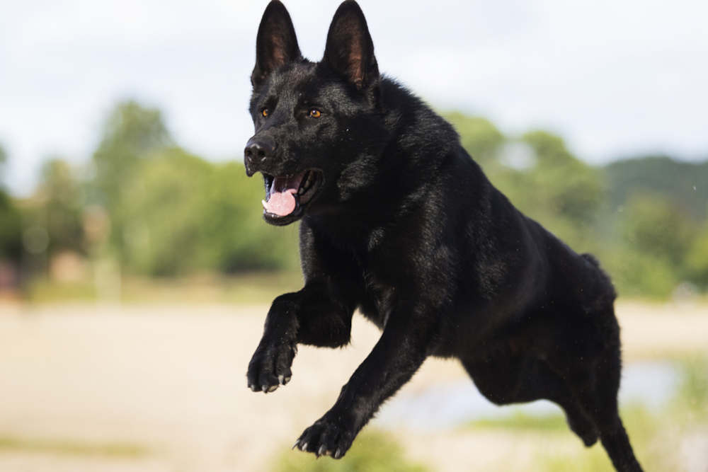 Black German Shepherd