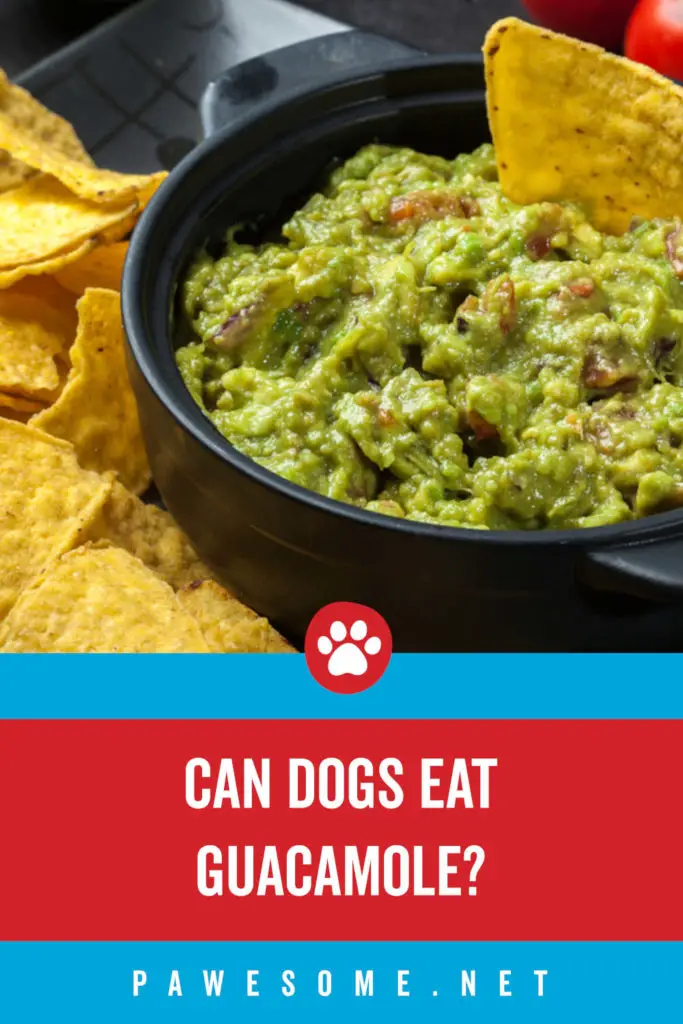 Can Dogs Eat Guacamole?