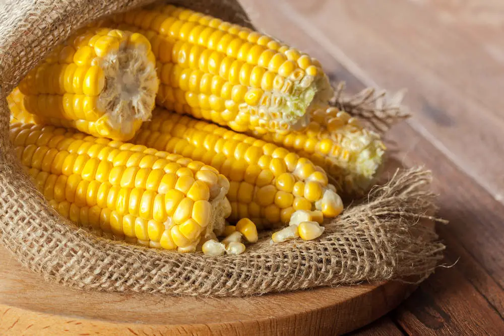 Corn on the cob