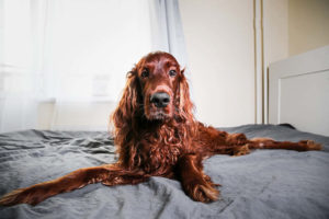 Dog on bed