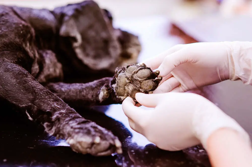 Dog with sore paw at vet