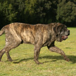 English Mastiff walking in a field