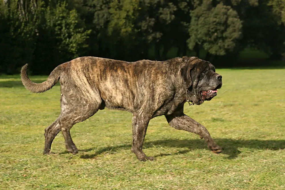 English Mastiff walking in a field