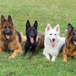 German Shepherds with different coat colors
