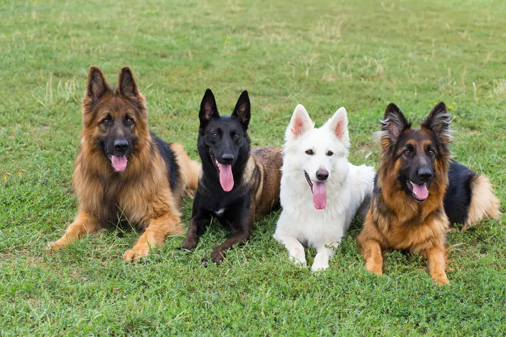 German Shepherds with different coat colors