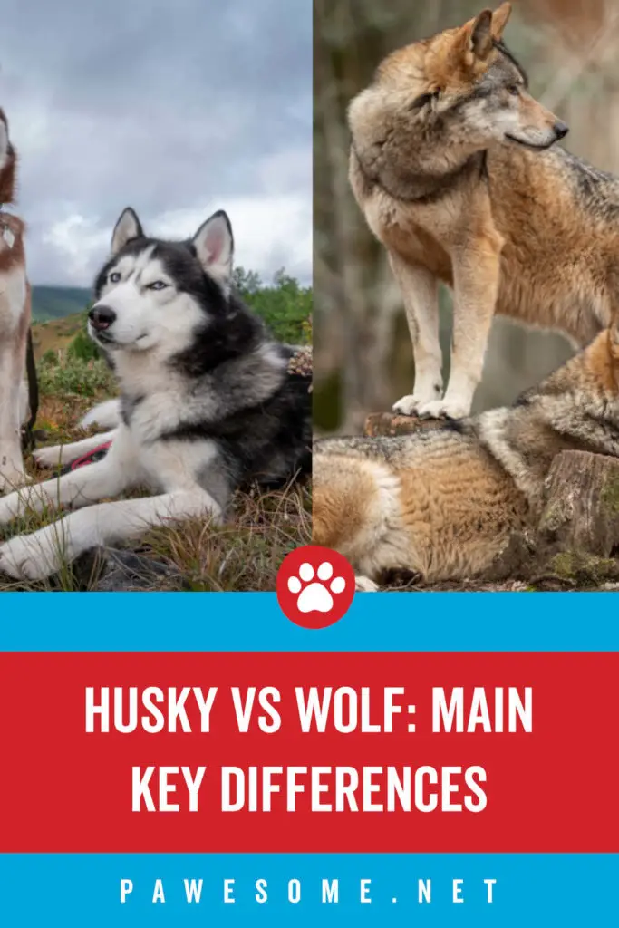 Husky vs Wolf: Main Key Differences