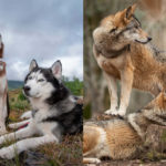 Husky vs Wolf: What Are the Key Differences?