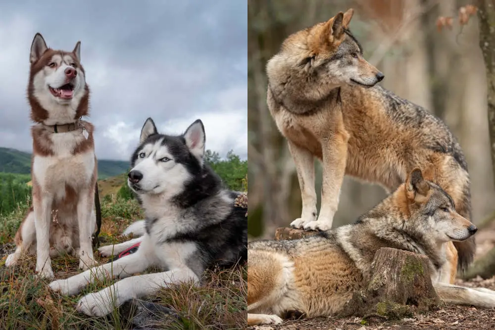 Siberian Husky and Wolf side by side