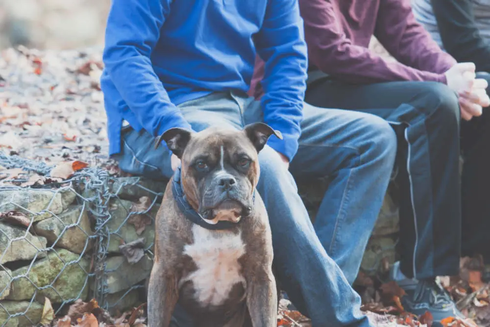 Pitbull protecting family