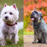 Westie Schnauzer Mix: Characteristics, Temperament, and Care Tips