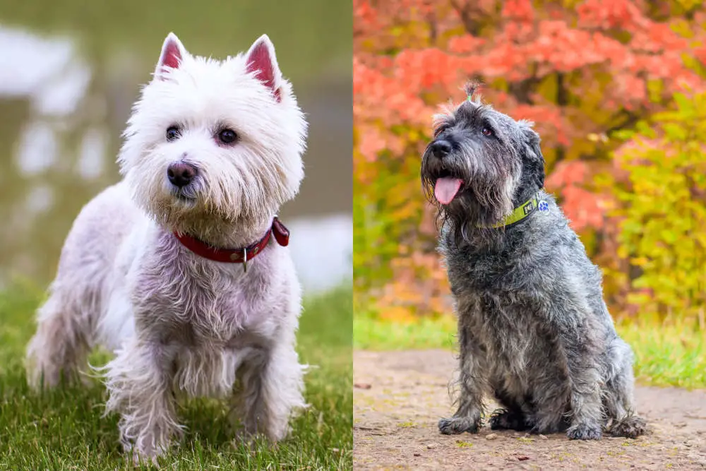 Westie Schnauzer side by side