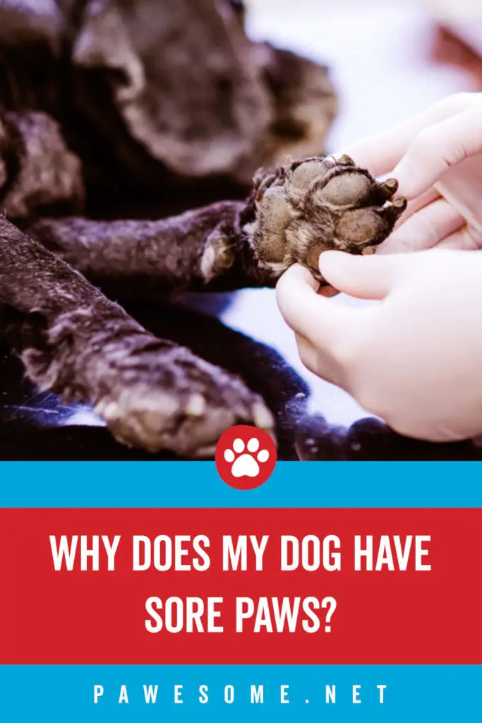 Why Does My Dog Have Sore Paws?