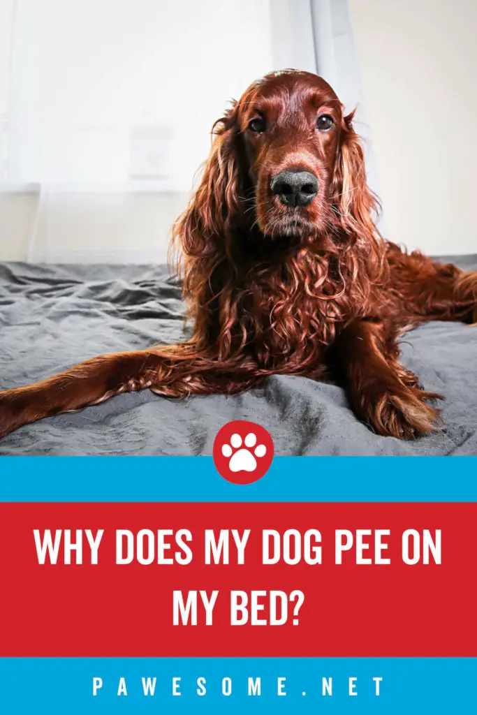 Why Does My Dog Pee On My Bed?
