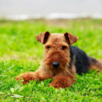 Airedale Terrier puppy in a field