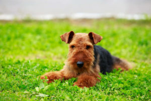 Airedale Terrier puppy in a field