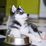 Husky puppy with paw in dog food bowl