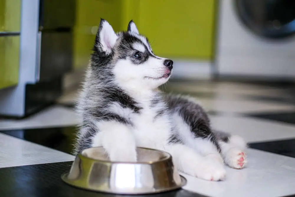 Husky puppy waiting for more food in dog bowl