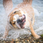 Bulldog shaking off water after swimming using the wet dog shake