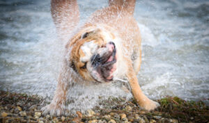 Bulldog shaking off water after swimming using the wet dog shake