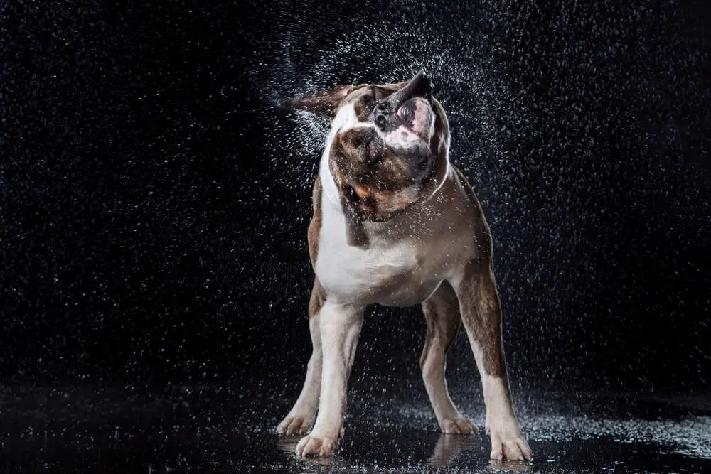 American Bulldog shaking water off