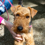 Airedale Terrier with owner