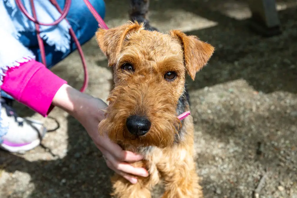 Airedale Terrier with owner